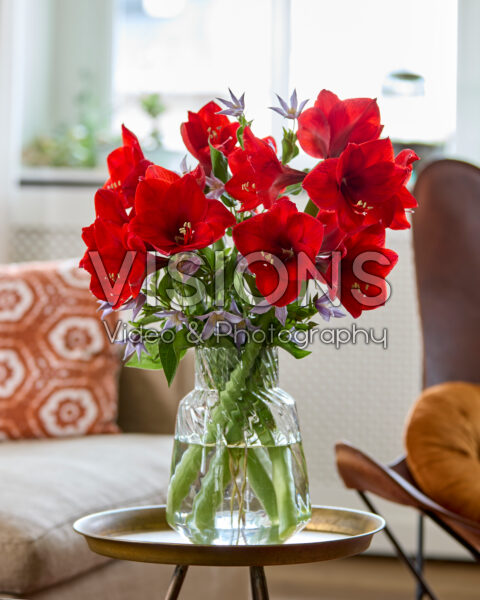 Hippeastrum Red Lion