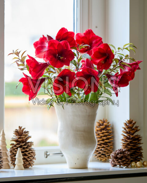 Hippeastrum Royal Velvet