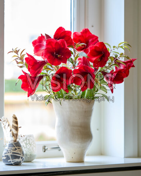 Hippeastrum Royal Velvet