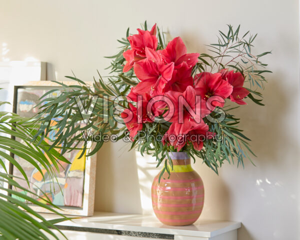 Hippeastrum Isabella