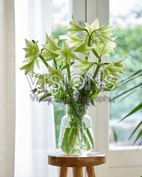 Hippeastrum Green Valley