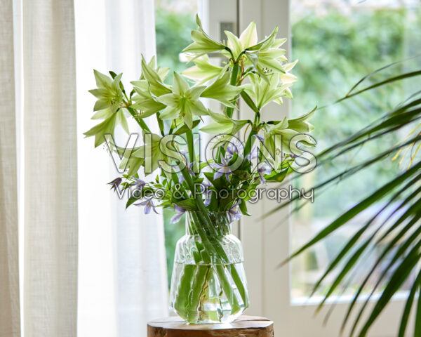 Hippeastrum Green Valley