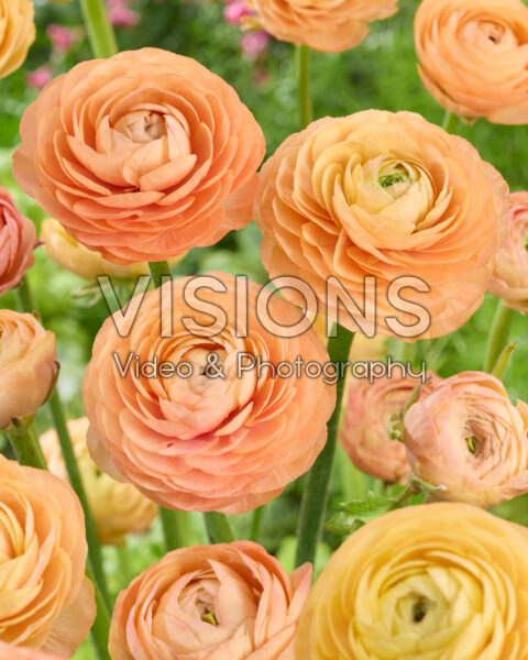 Ranunculus Elegance Salmon