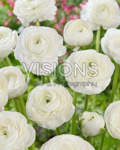 Ranunculus Elegance White