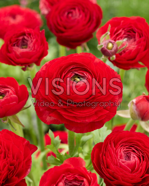 Ranunculus Elegance Red