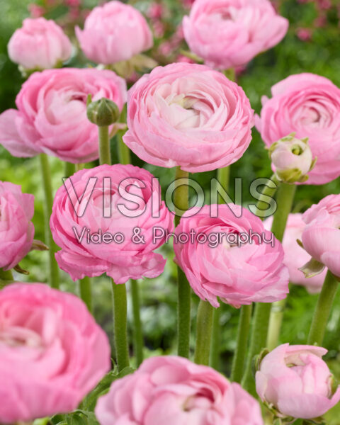 Ranunculus Amandine Marshmallow