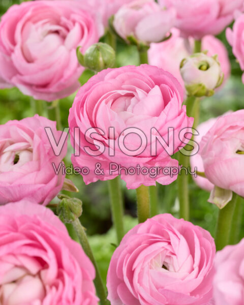 Ranunculus Amandine Marshmallow