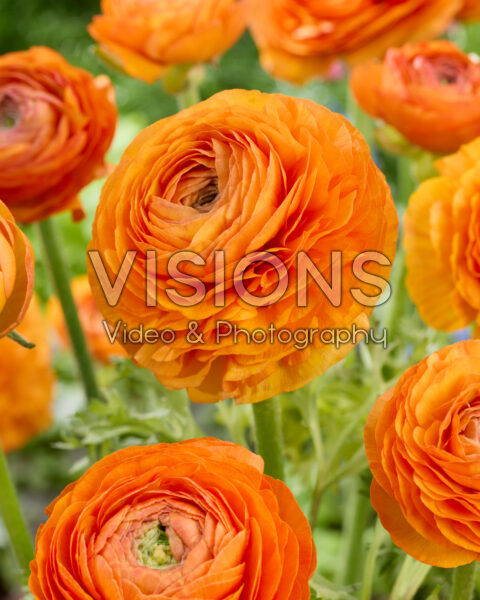 Ranunculus Elegance Orange