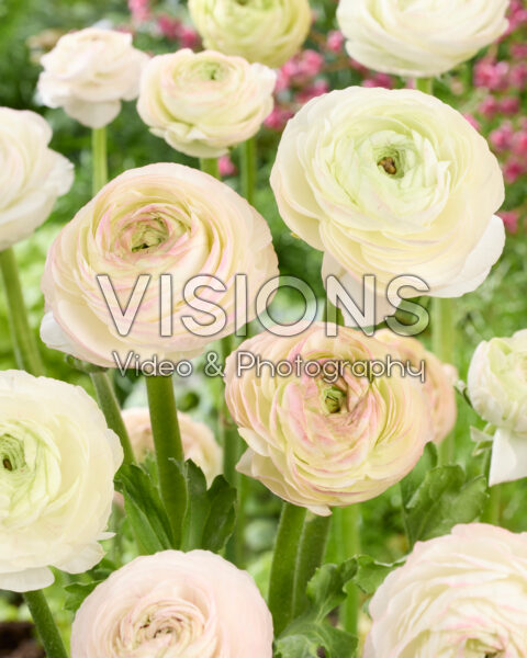 Ranunculus Elegance