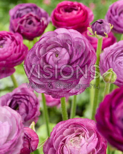 Ranunculus Elegance Malva