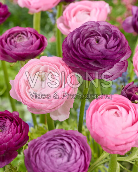 Ranunculus Elegance Malva, Amandine Marshmallow