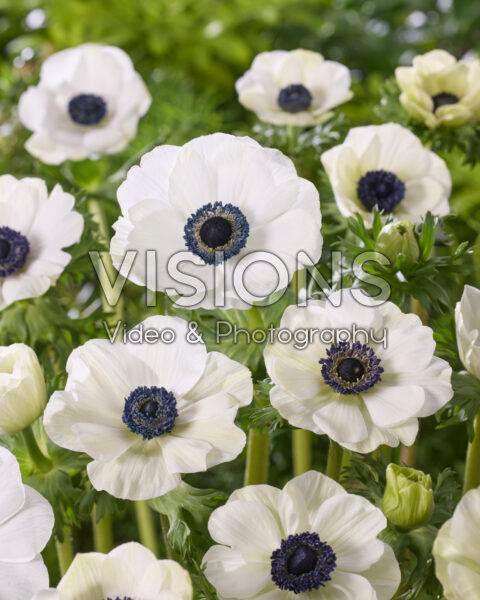 Anemone Marianne Panda White