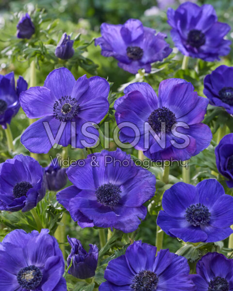 Anemone Galil Blue