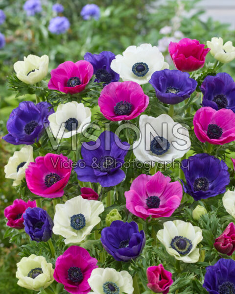 Anemone mixed Anemone mixed