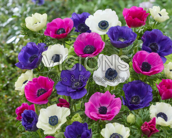 Anemone mixed Anemone mixed