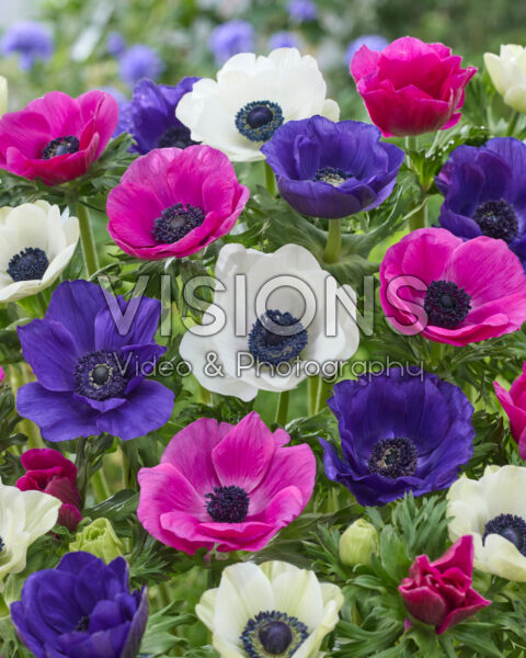 Anemone mixed Anemone mixed