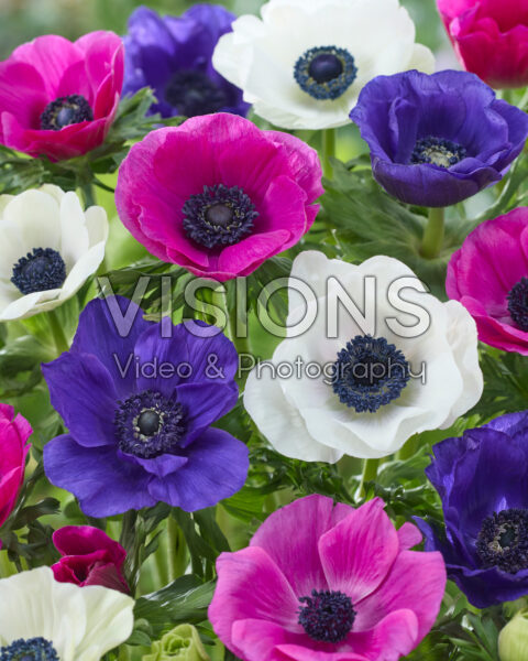 Anemone gemengd