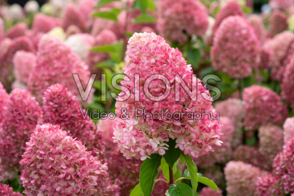 Hydrangea paniculata Living Pink & Rose® Hydrangea paniculata Living Pink & Rose®