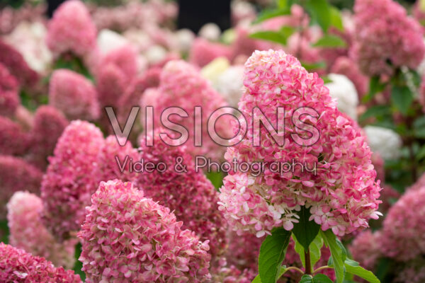 Hydrangea paniculata Living Pink & Rose®