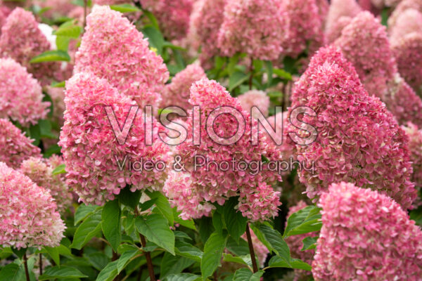 Hydrangea paniculata Living Pink & Rose®