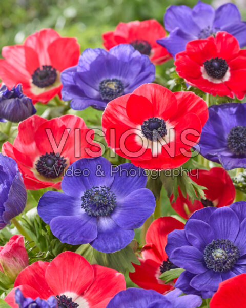 Anemone Marianne Red, Galil Blue