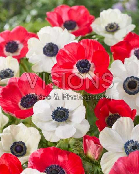 Anemone Marianne Red, Marianne Panda White