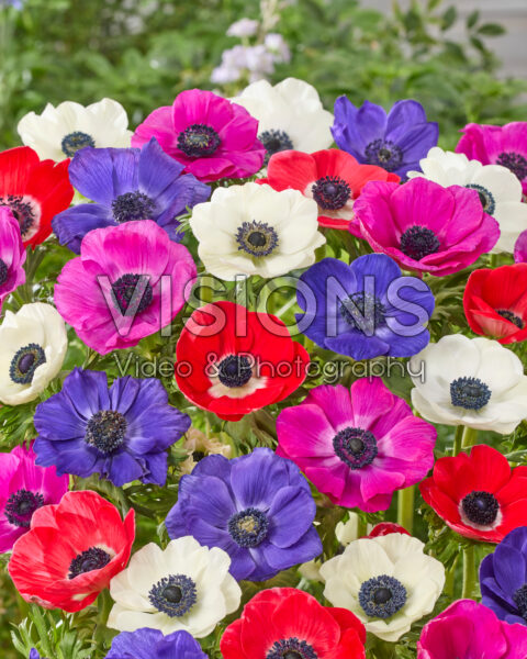 Anemone mixed Anemone mixed