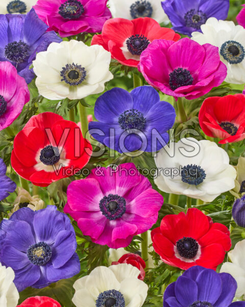 Anemone mixed Anemone mixed