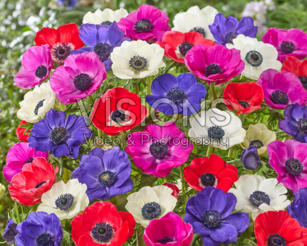 Anemone mixed