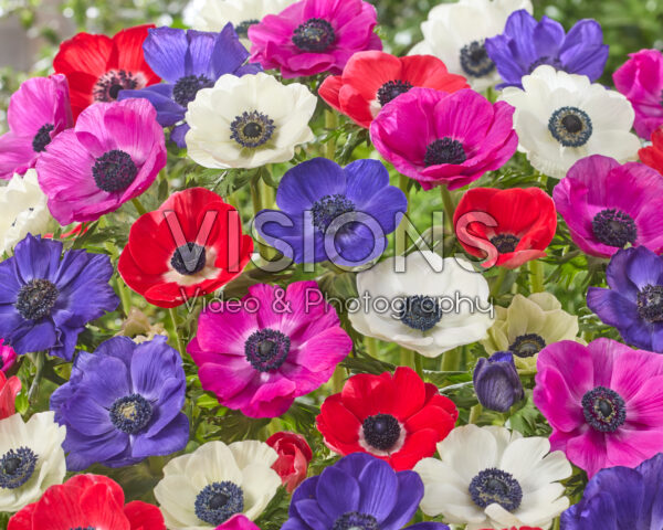 Anemone mixed Anemone mixed