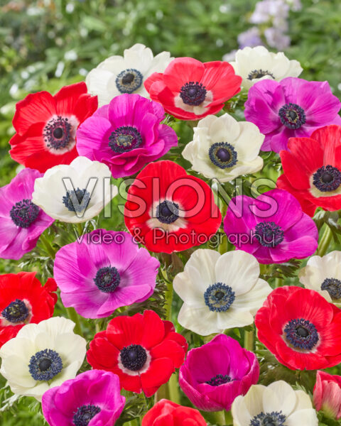 Anemone gemengd Anemone gemengd
