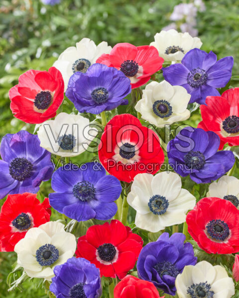 Anemone mixed