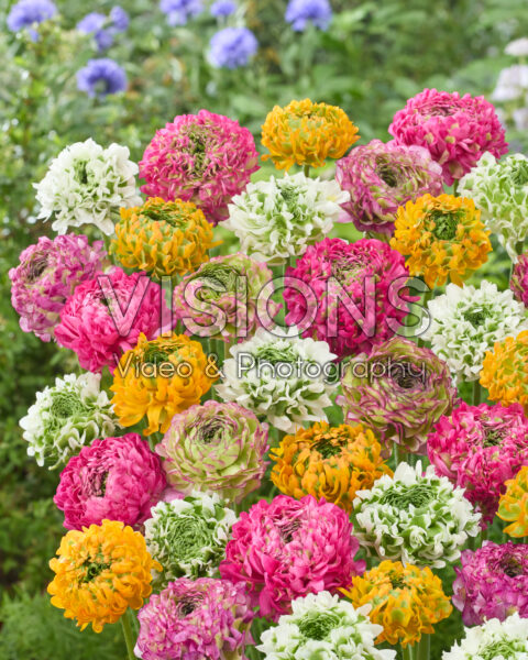 Ranunculus Pon Pon mix Ranunculus Pon Pon mix