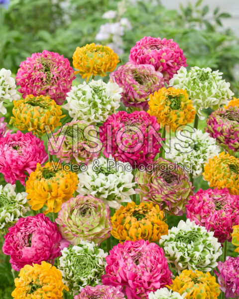 Ranunculus Pon Pon mix
