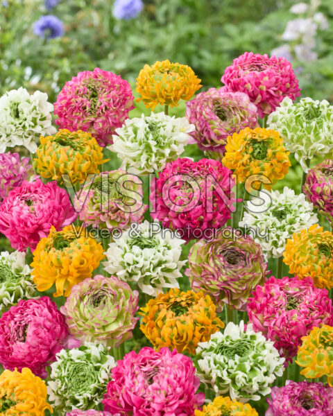 Ranunculus Pon Pon mix Ranunculus Pon Pon mix