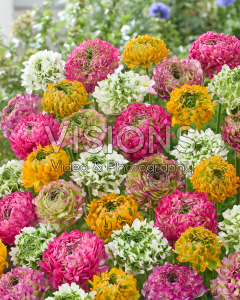 Ranunculus Pon Pon mix Ranunculus Pon Pon mix