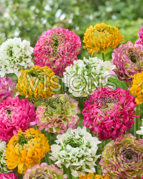 Ranunculus Pon Pon mix Ranunculus Pon Pon mix