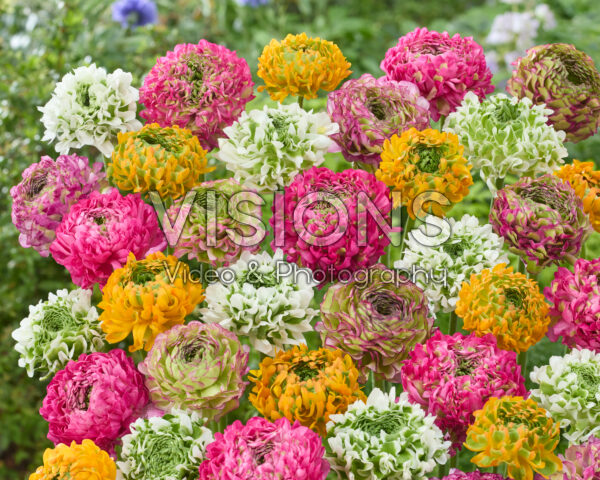 Ranunculus Pon Pon mix Ranunculus Pon Pon mix