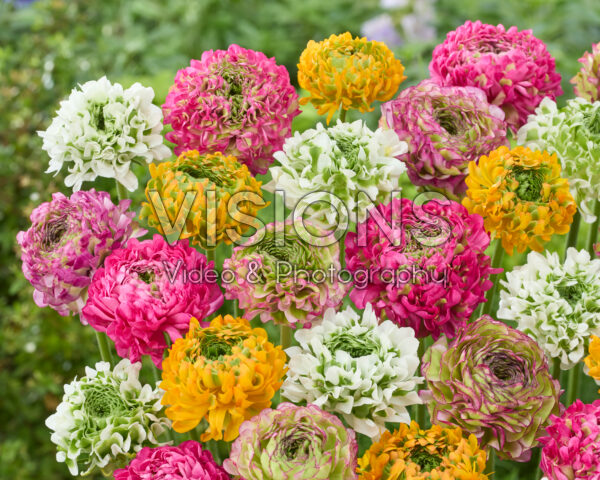 Ranunculus Pon Pon mix