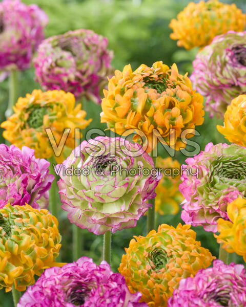 Ranunculus Pon Pon mix Ranunculus Pon Pon mix
