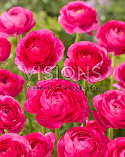 Ranunculus Elegance Hot Pink