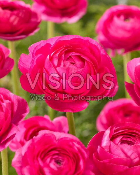 Ranunculus Elegance Hot Pink