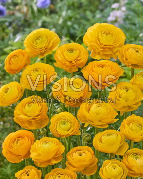 Ranunculus Elegance Yellow