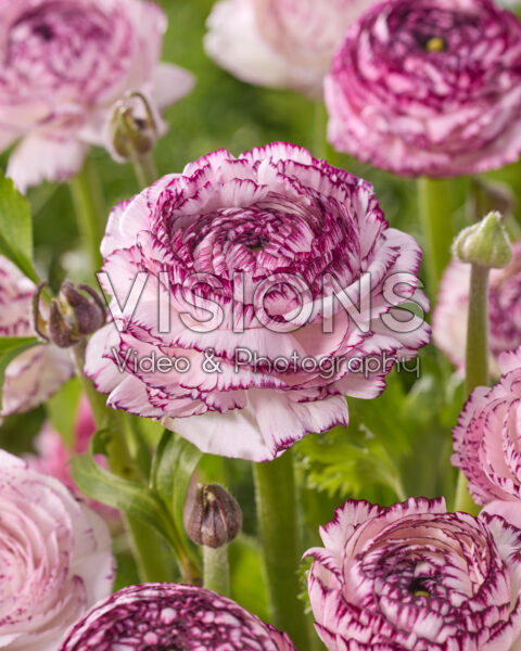 Ranunculus Andrea Cappuccino