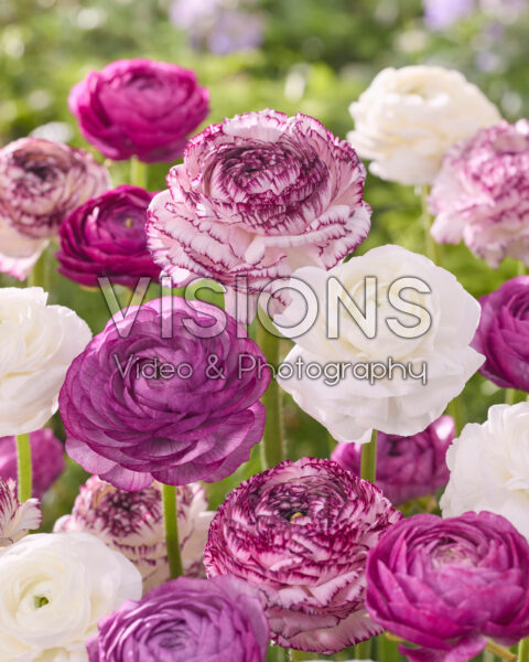 Ranunculus gemengd Ranunculus gemengd
