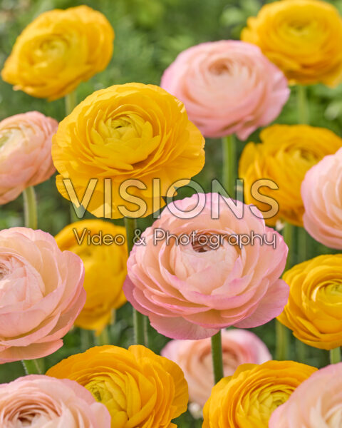 Ranunculus Elegance Yellow, Elegance Salmon