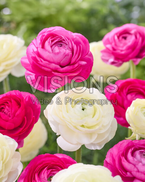 Ranunculus Elegance Crema, Elegance Hot Pink