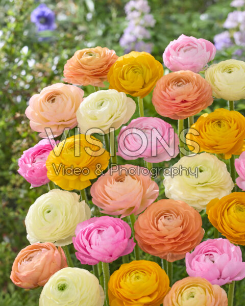 Ranunculus pastel mix