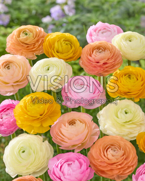 Ranunculus pastel mix