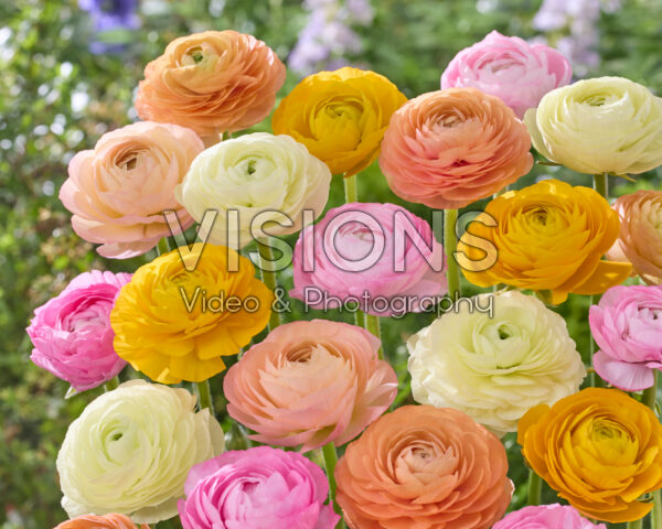 Ranunculus pastel mix